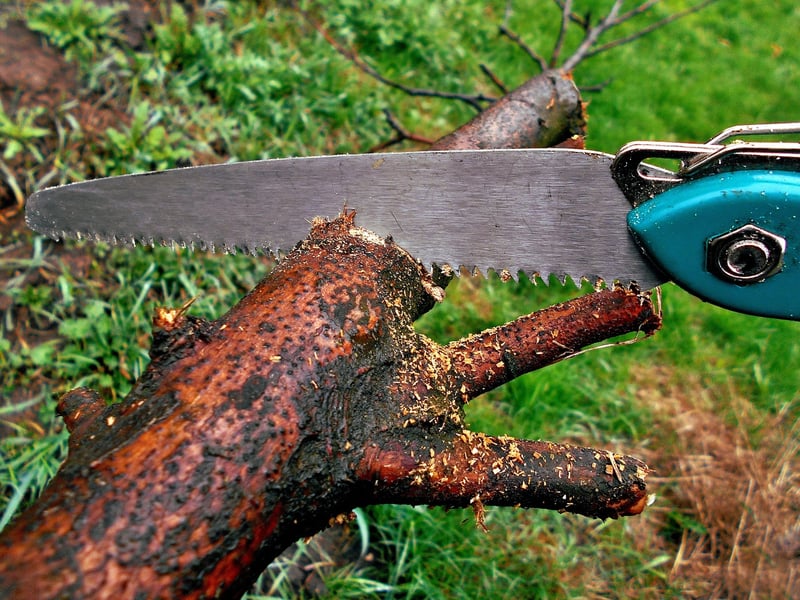 Pruning Scissors