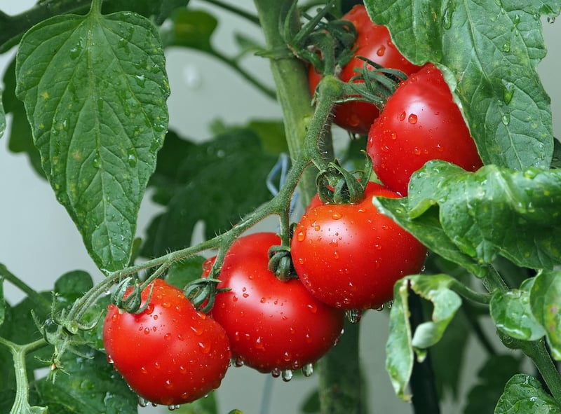 Cherry tomatoes